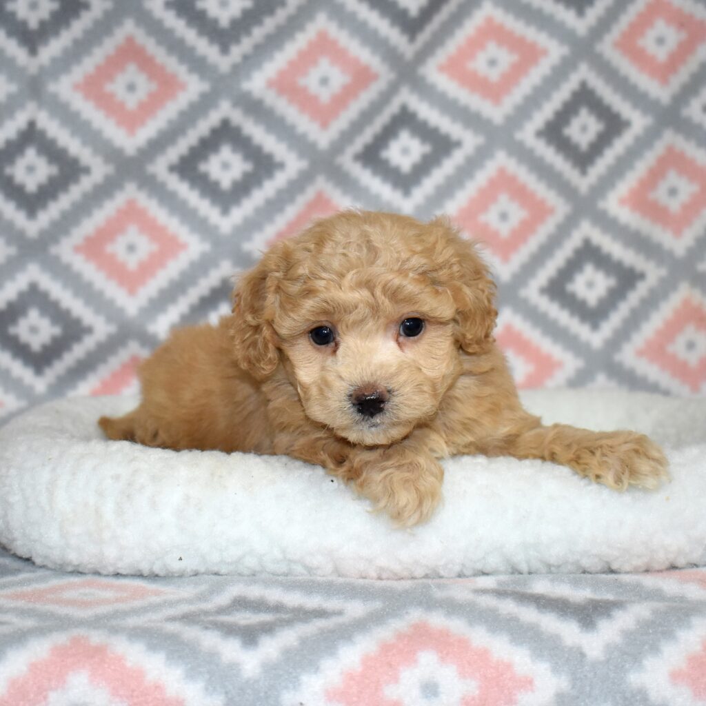 bichpoo puppies for sale near me