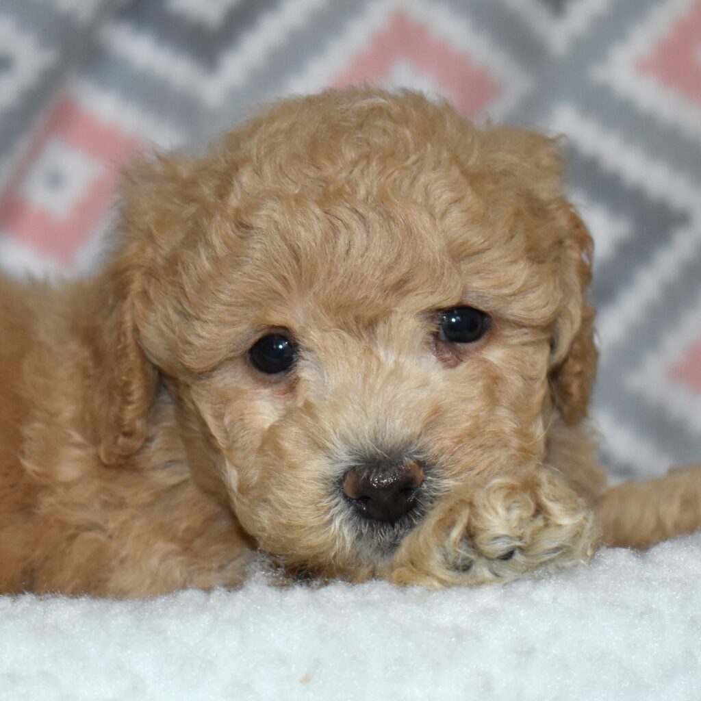 bichpoo puppies for sale near me