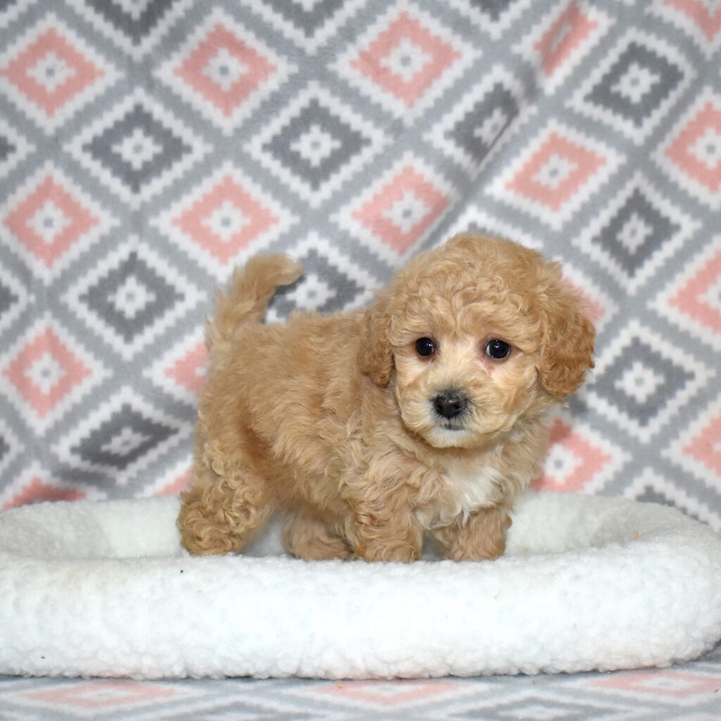 bichpoo puppies for sale near me