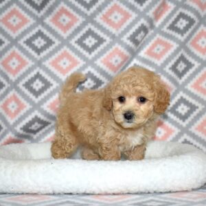 bichpoo puppies for sale near me