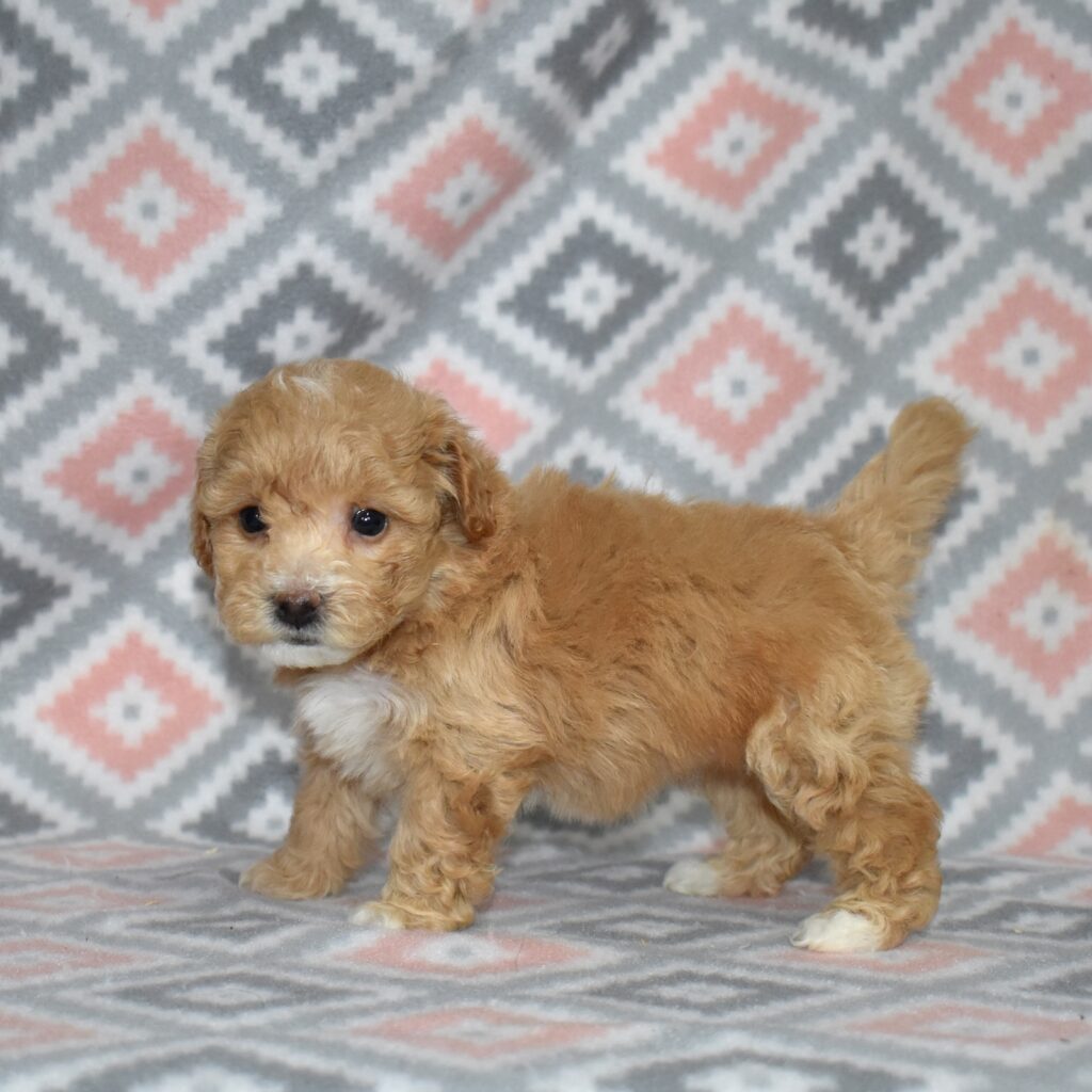 bichpoo puppies for sale near me