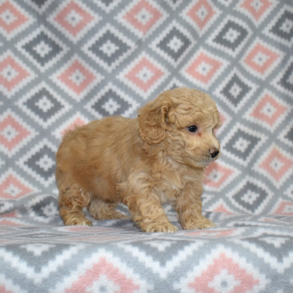 bichpoo puppies near me