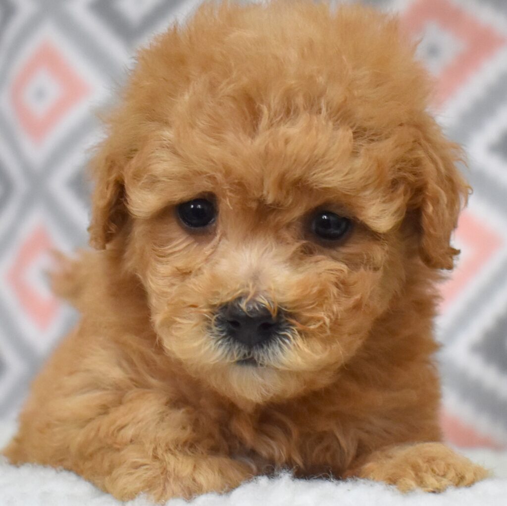 bichpoo puppy