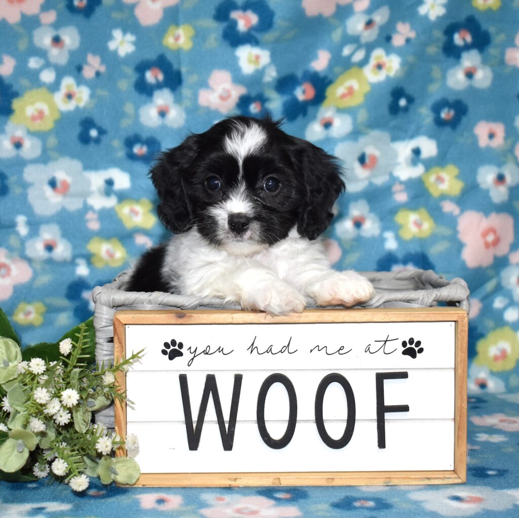 cavachon dog breeders