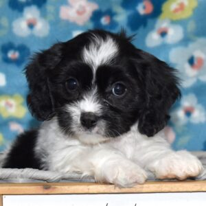 cavachon puppies