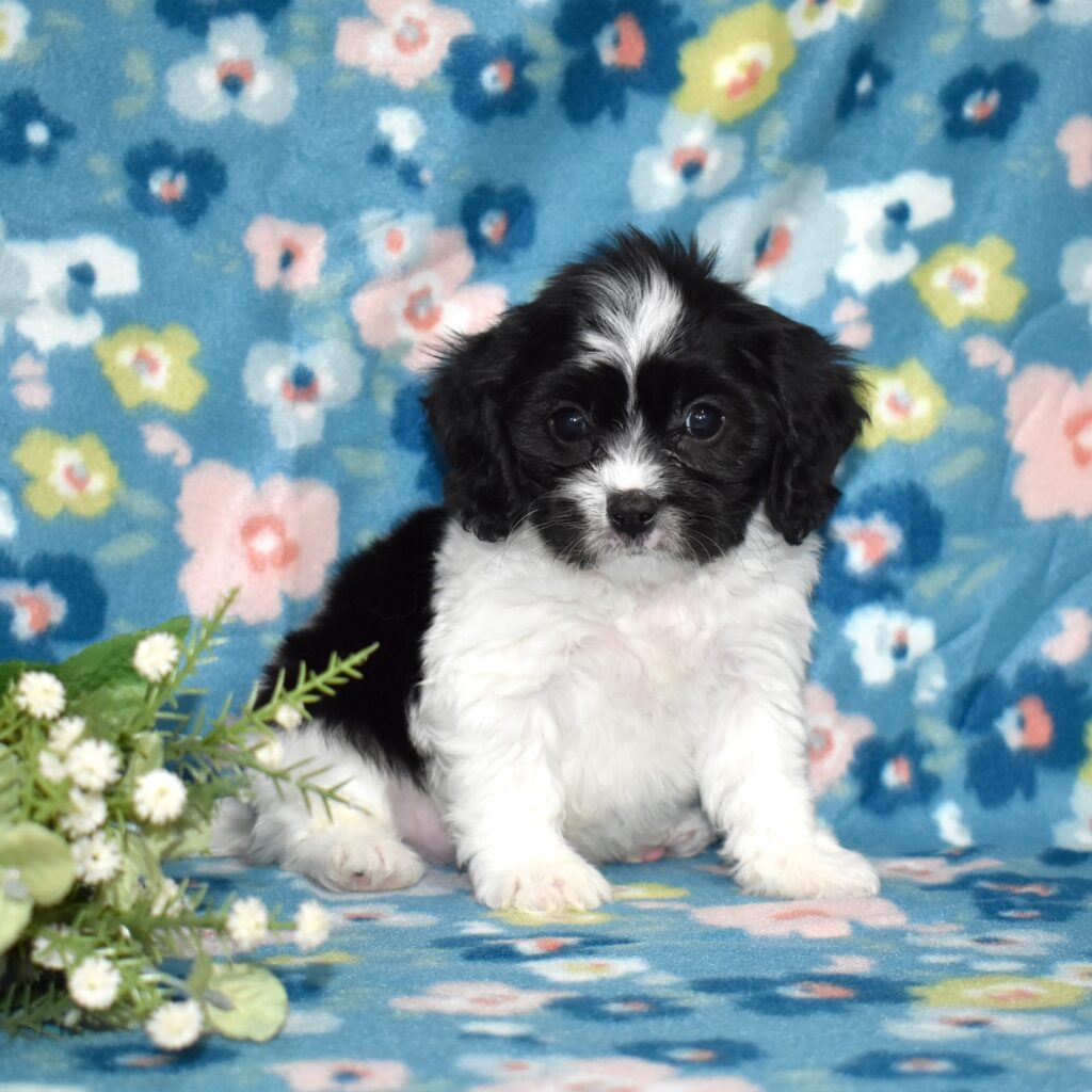 cavachon puppies for sale near me