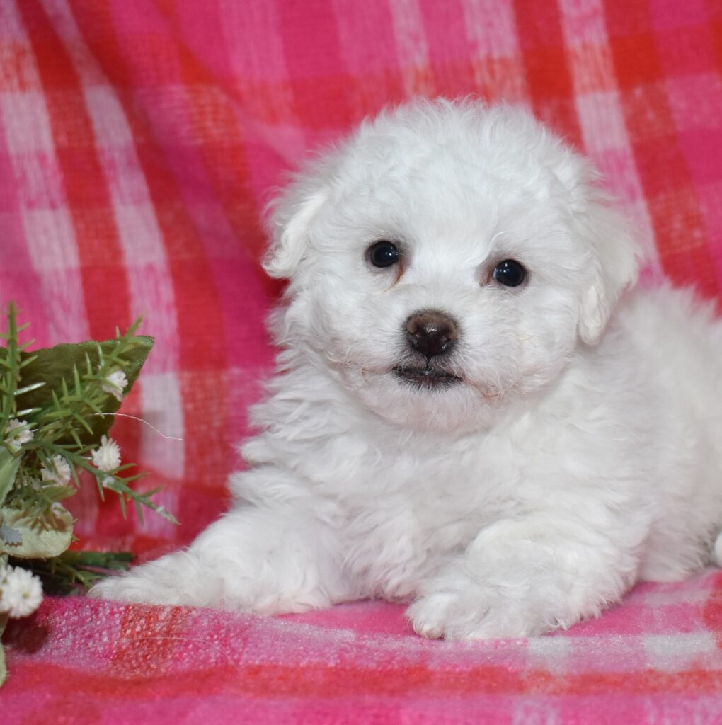 mini bichon frise