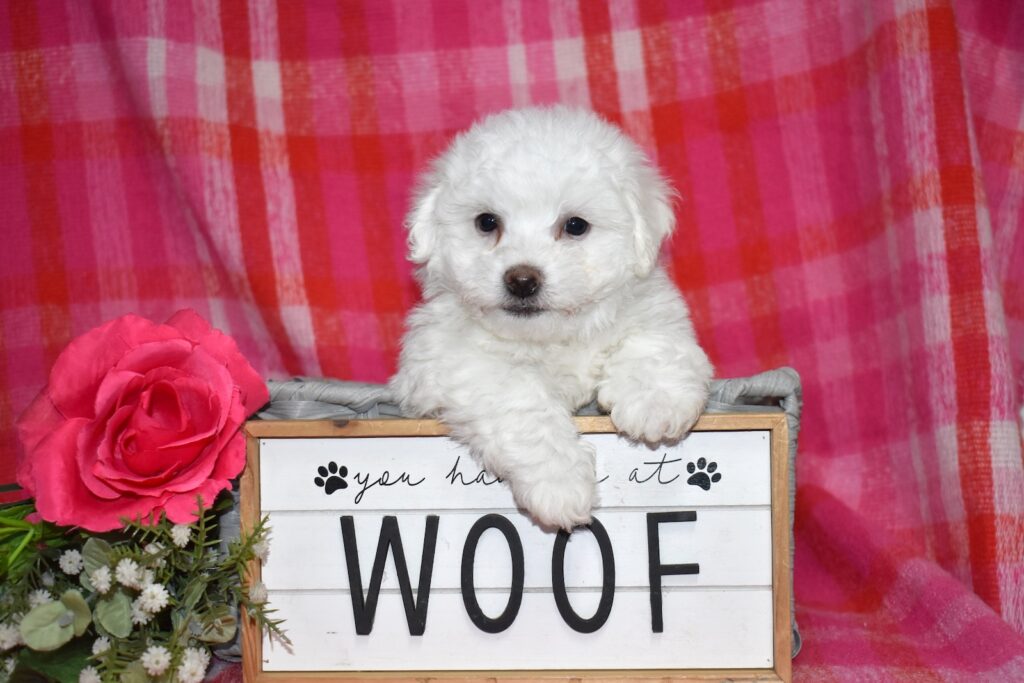 mini bichon frise for sale