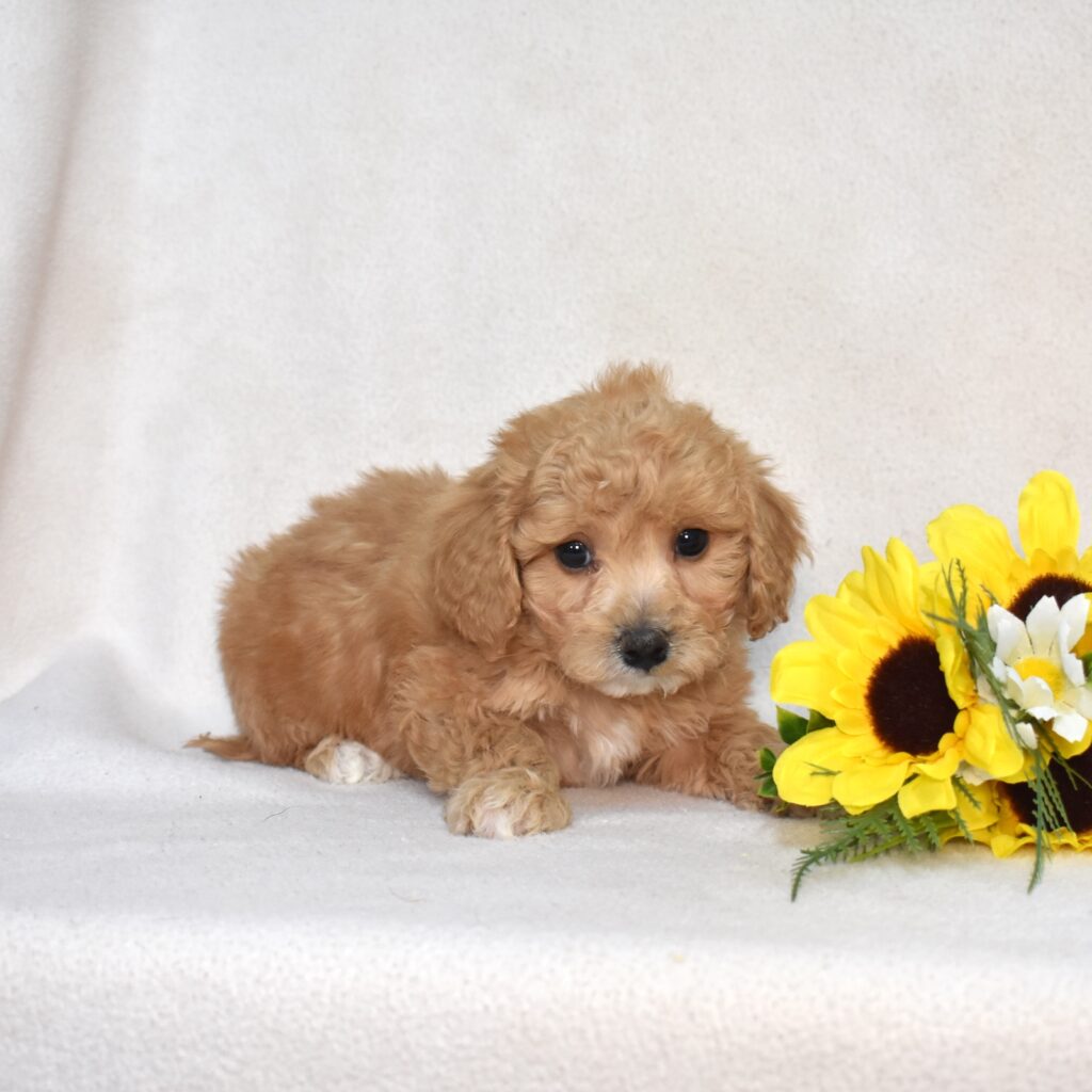 bichpoo puppies for adoption near me