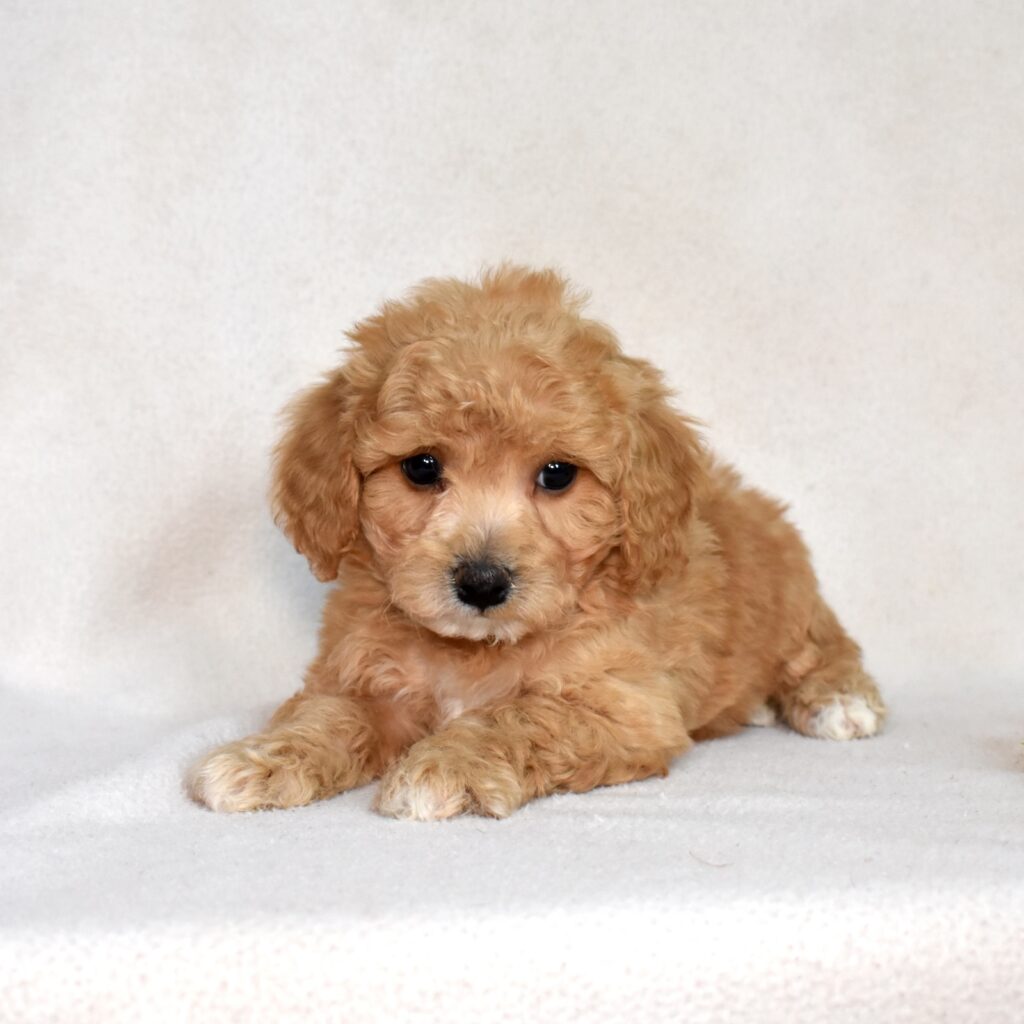 bichpoo puppies for sale