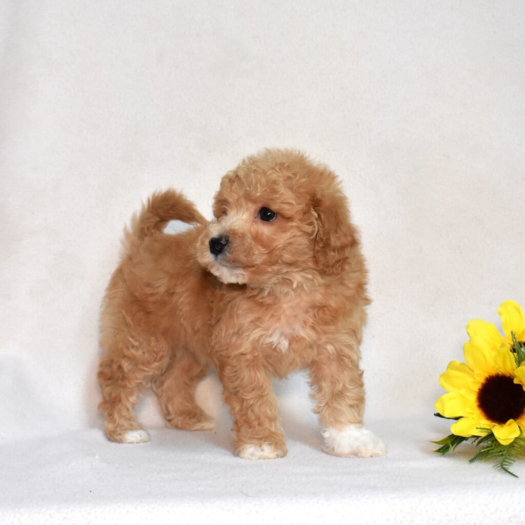 bichpoo puppies for sale