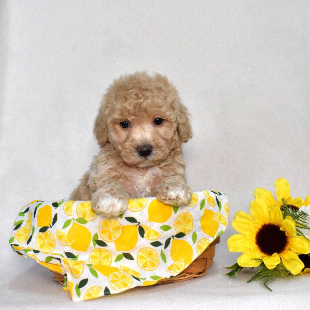 bichpoo puppies for sale