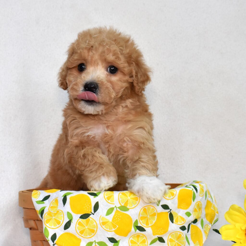 bichpoo puppies for sale in pa