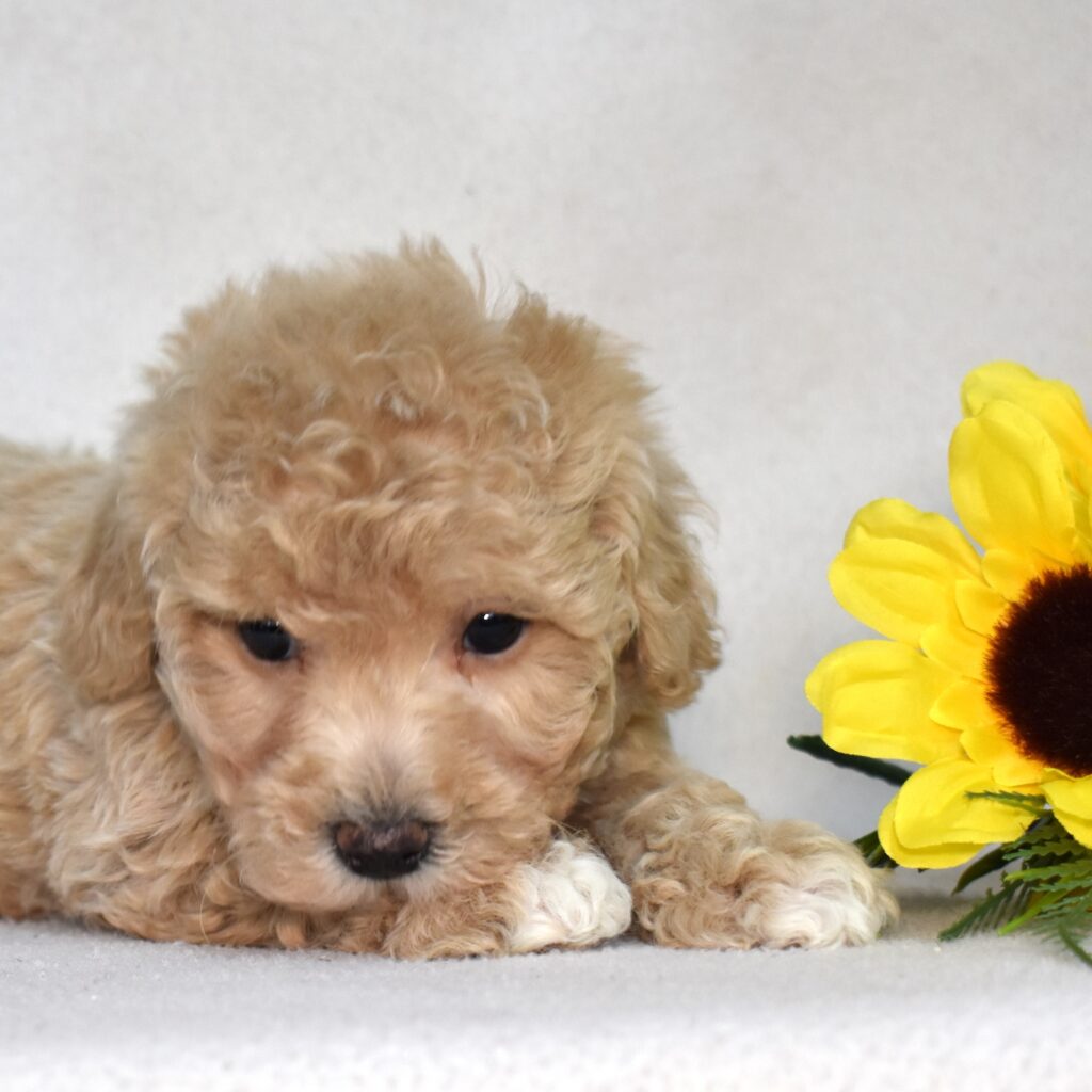 bichpoo puppies for sale near me