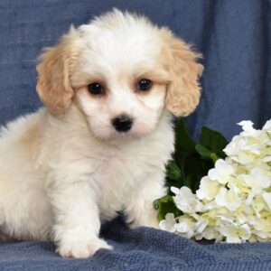 cavachon lancaster pa