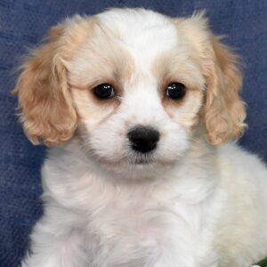 cavachon dog breeders