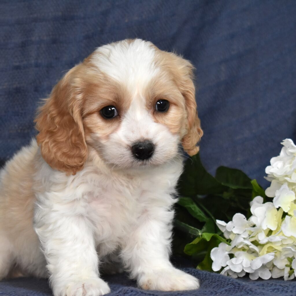 cavachon dog for sale