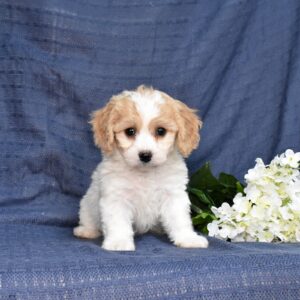 cavachon for sale