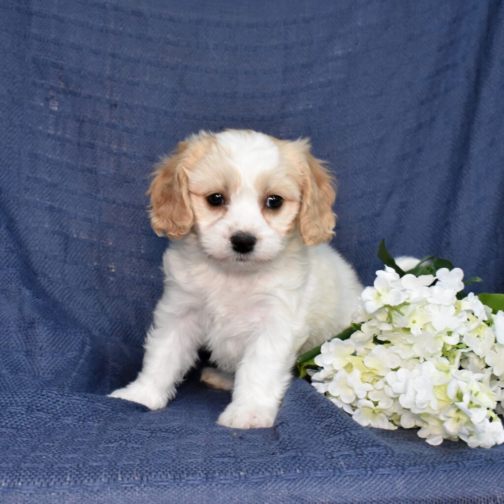 cavachon for sale near me