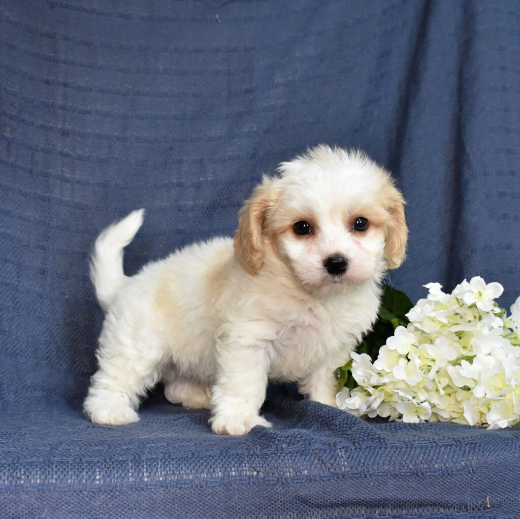 cavachon puppies