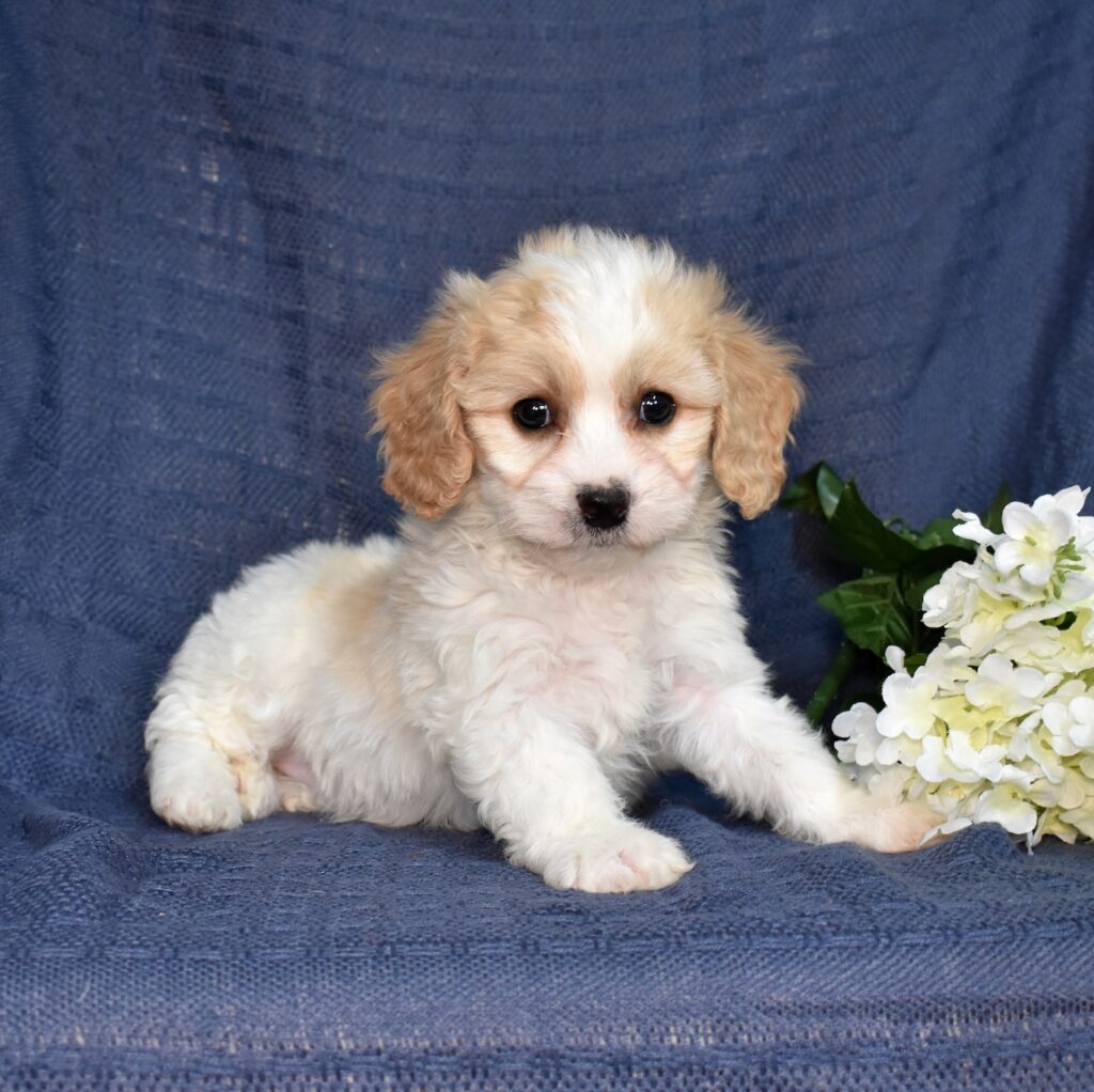 cavachon puppies