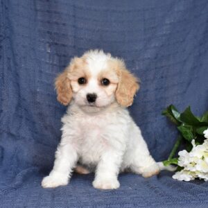 cavachon puppies for sale