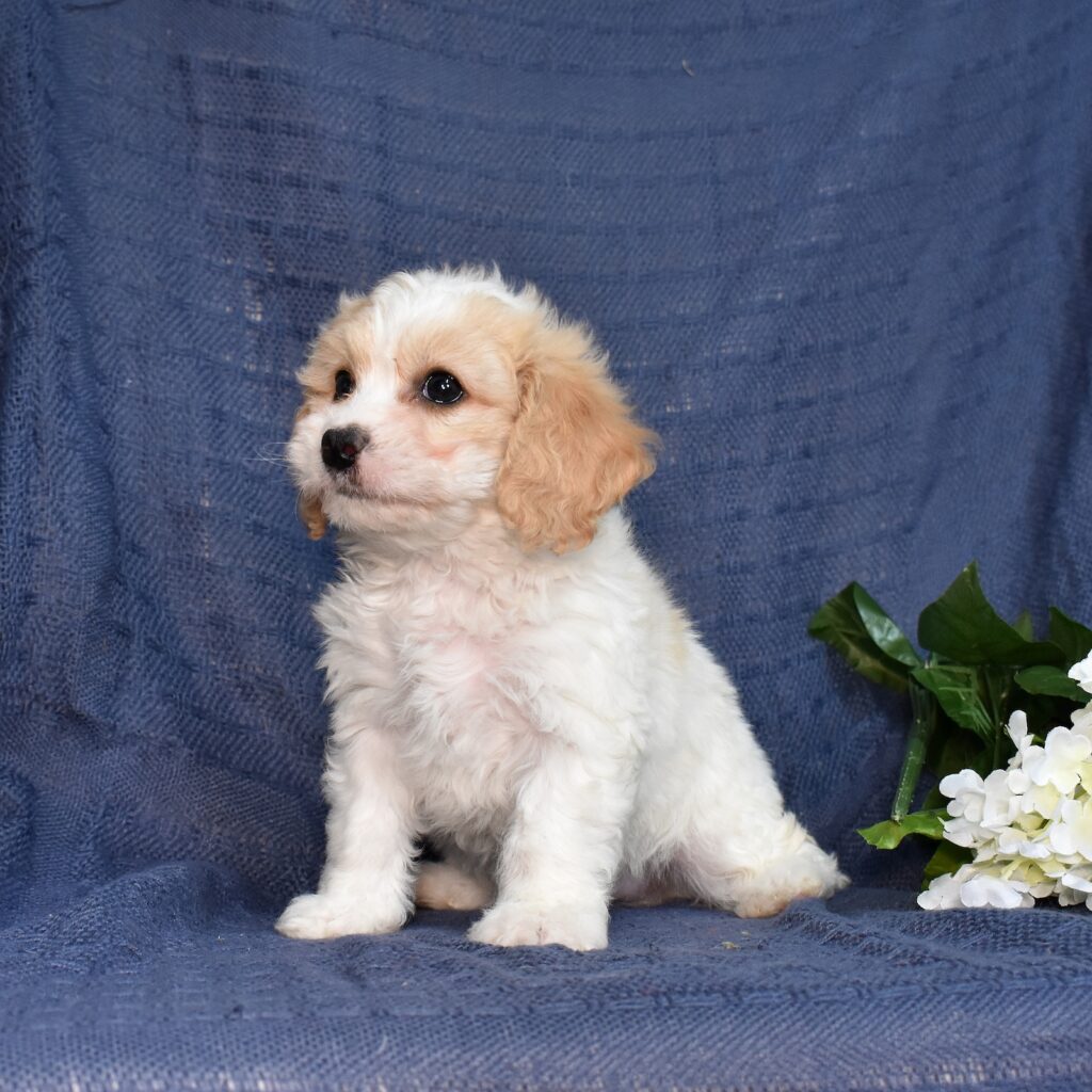 cavachon puppies sale