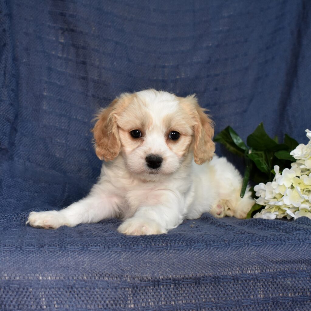cavachon puppies sale