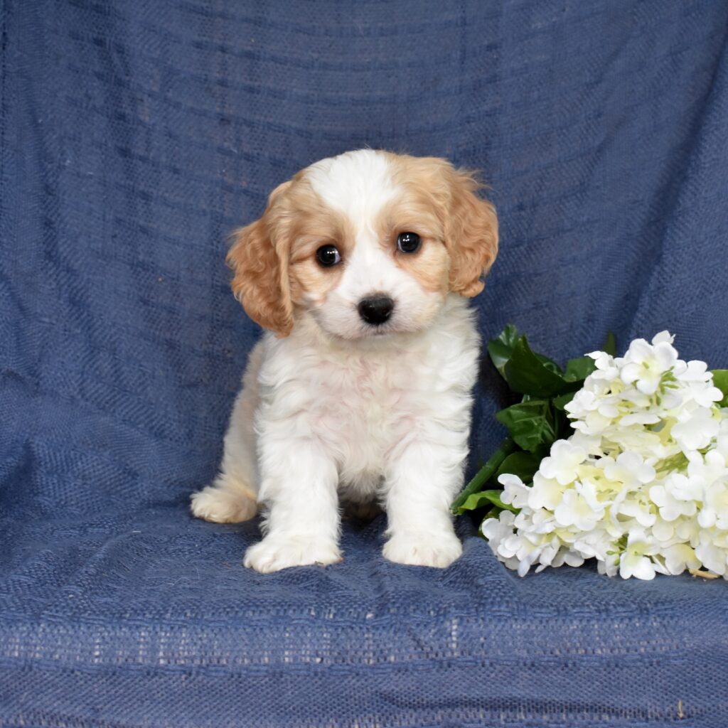 cavachon puppy breeders