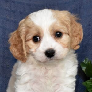cavachons for sale near me