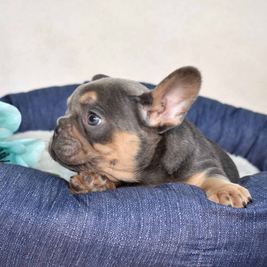 cute frenchie