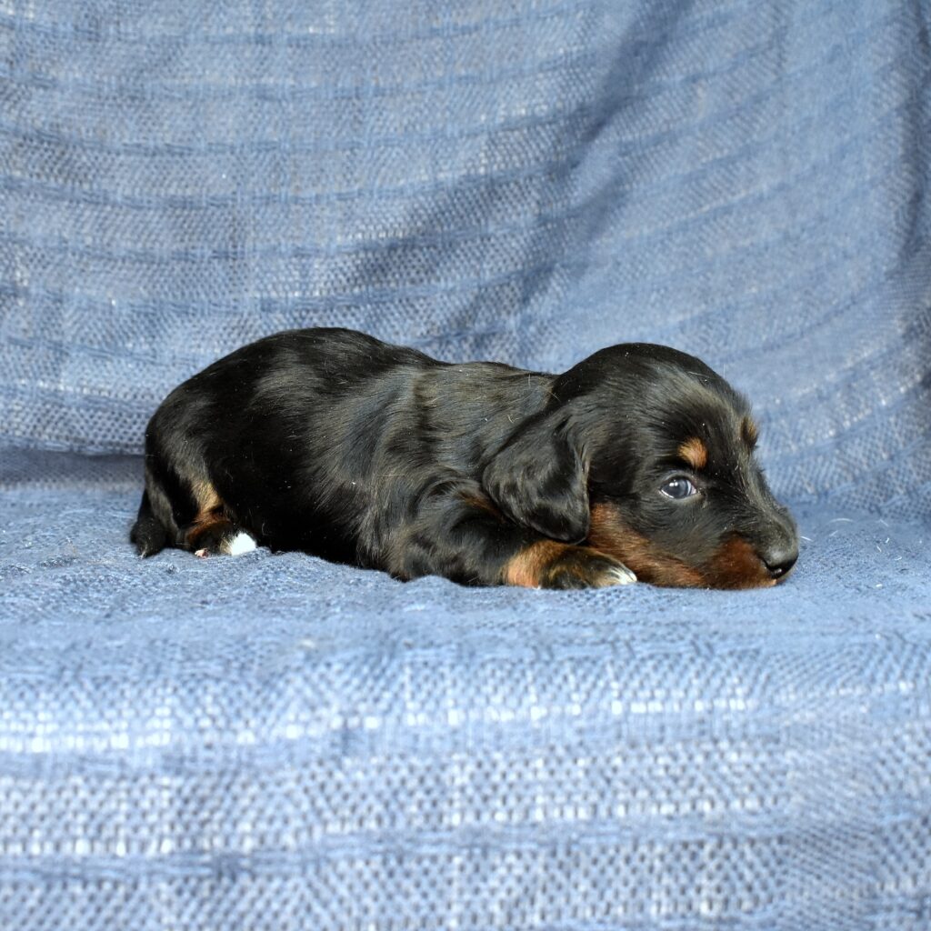 dachshund adoption