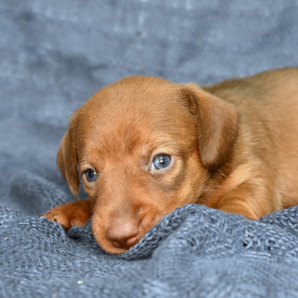 dachshund puppies lancaster pa