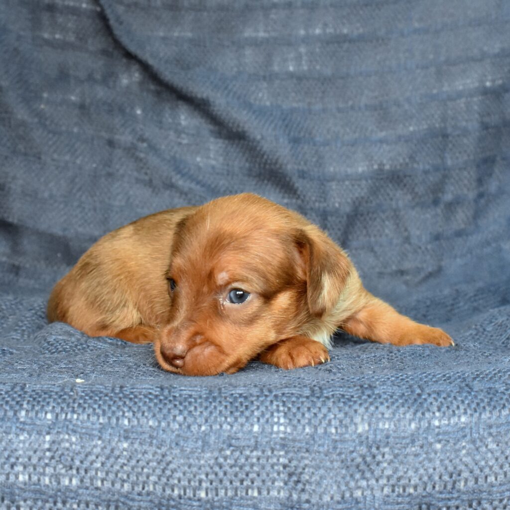 dachshund puppies for sale near me