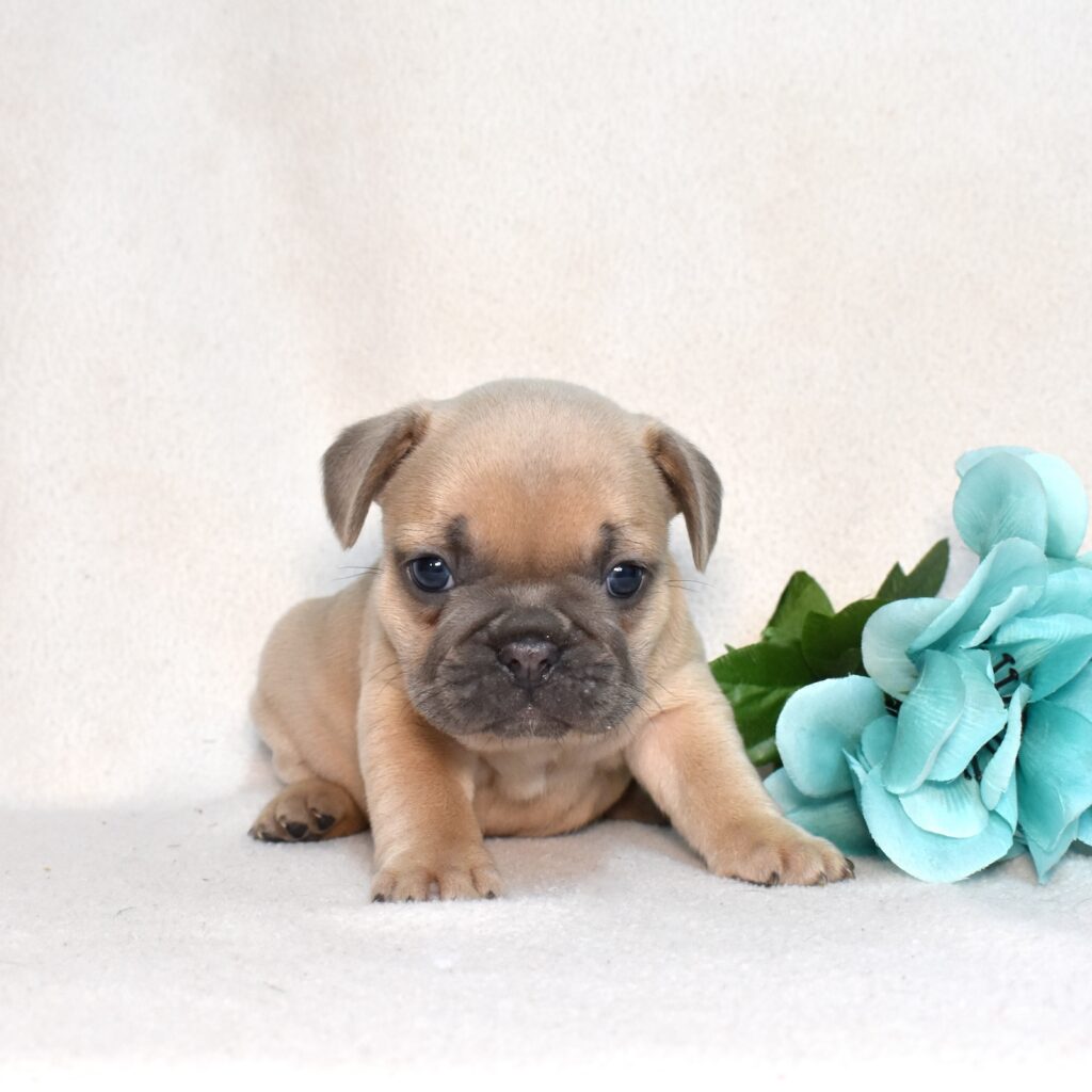 frenchie breeders near me