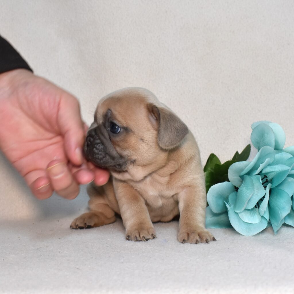 frenchie puppies for sale