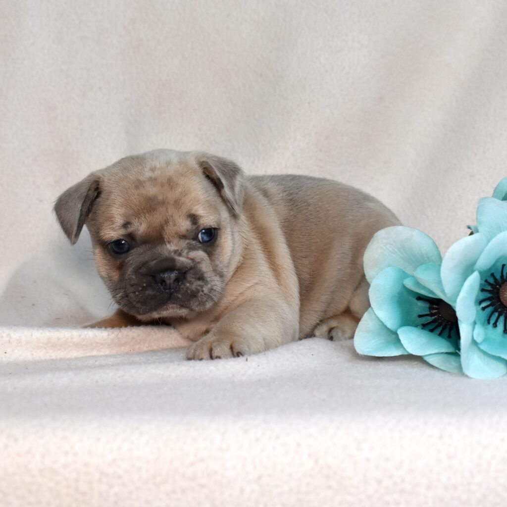 frenchie puppies merle