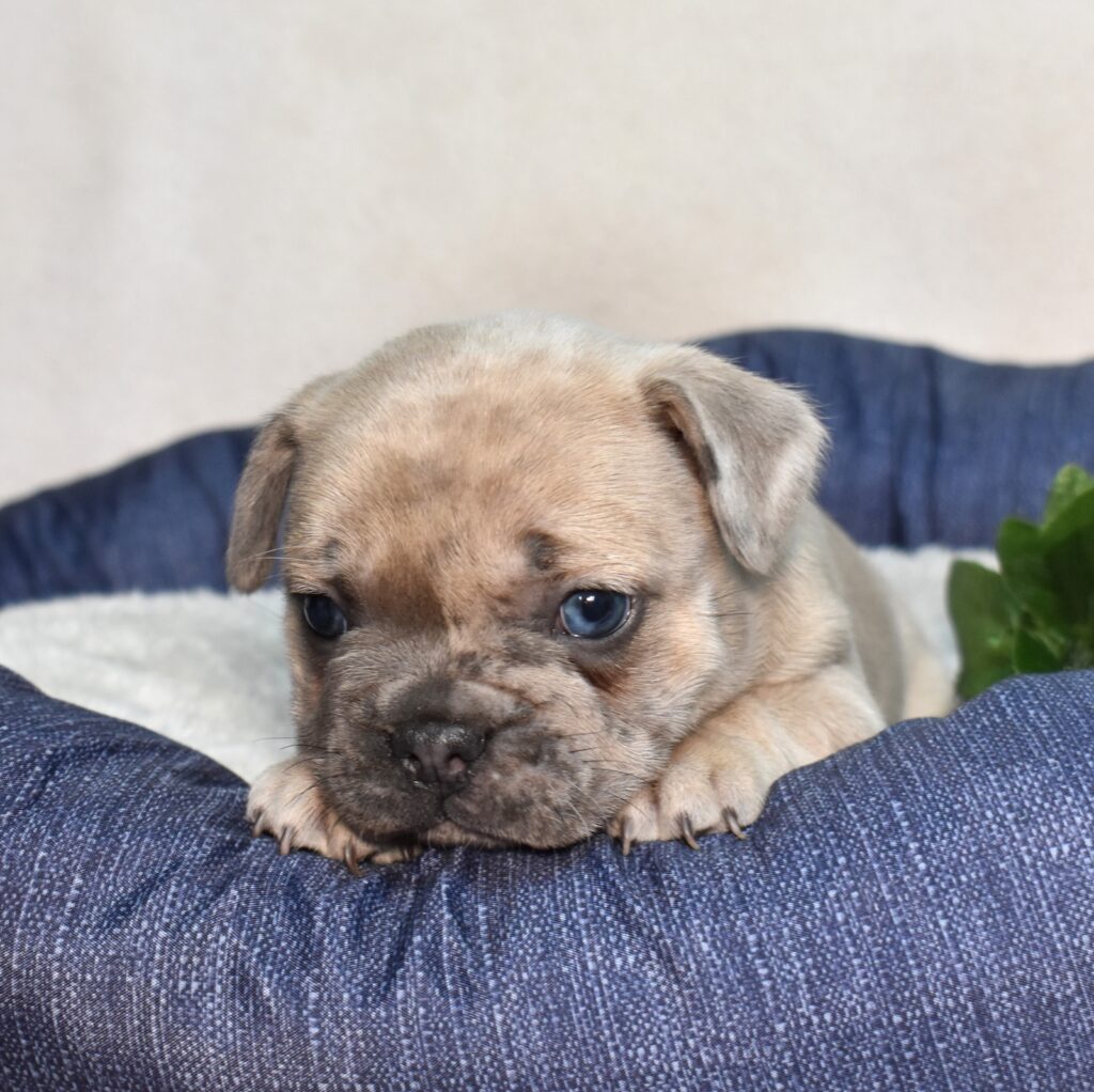 merle frenchie puppies