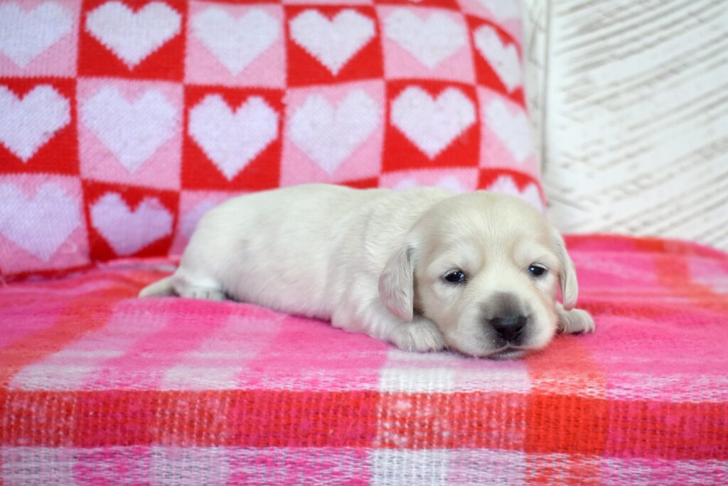 mini golden dachshund