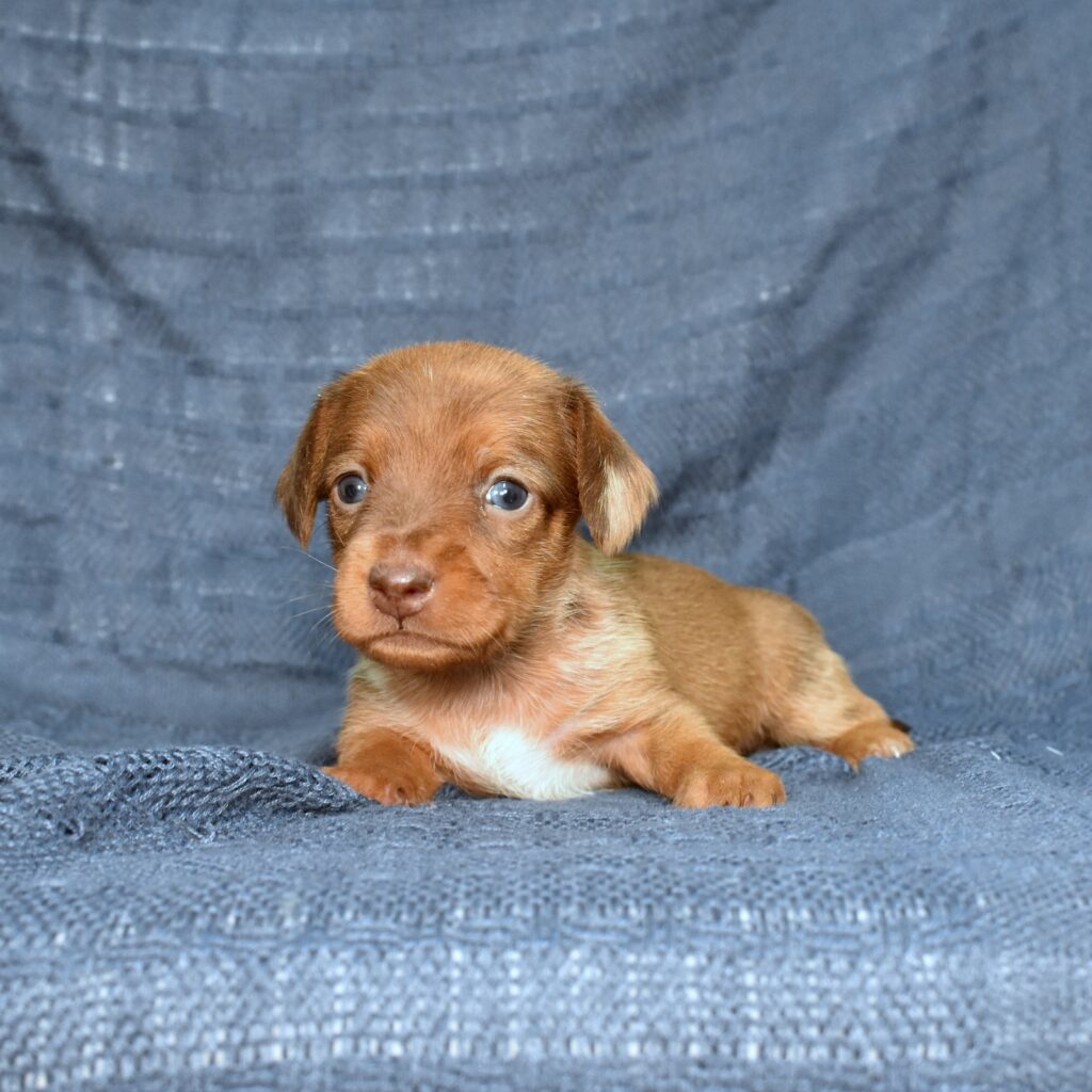 miniature dachshund puppies for sale
