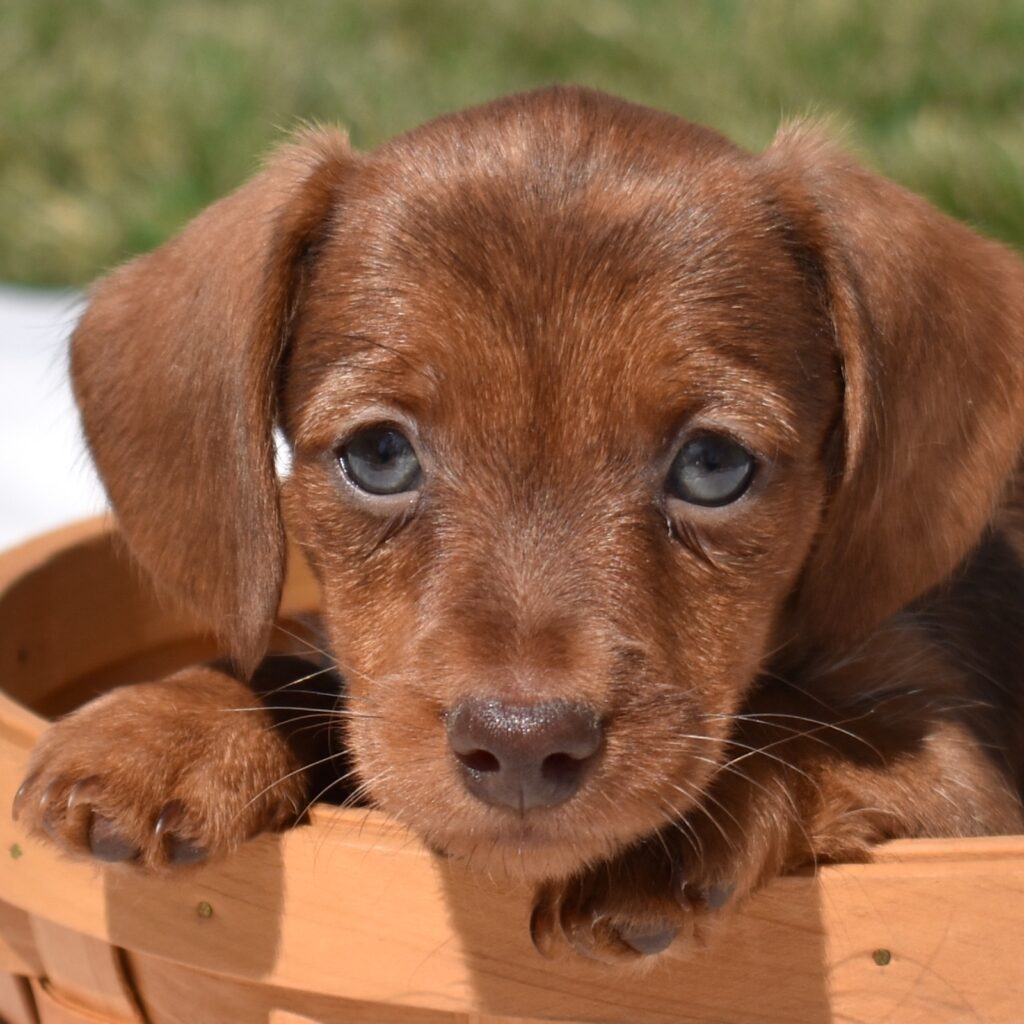 miniature dachshund puppies for sale near me