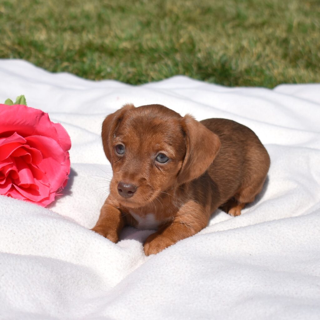 miniature dachshund puppies for sale near me lancaster pa