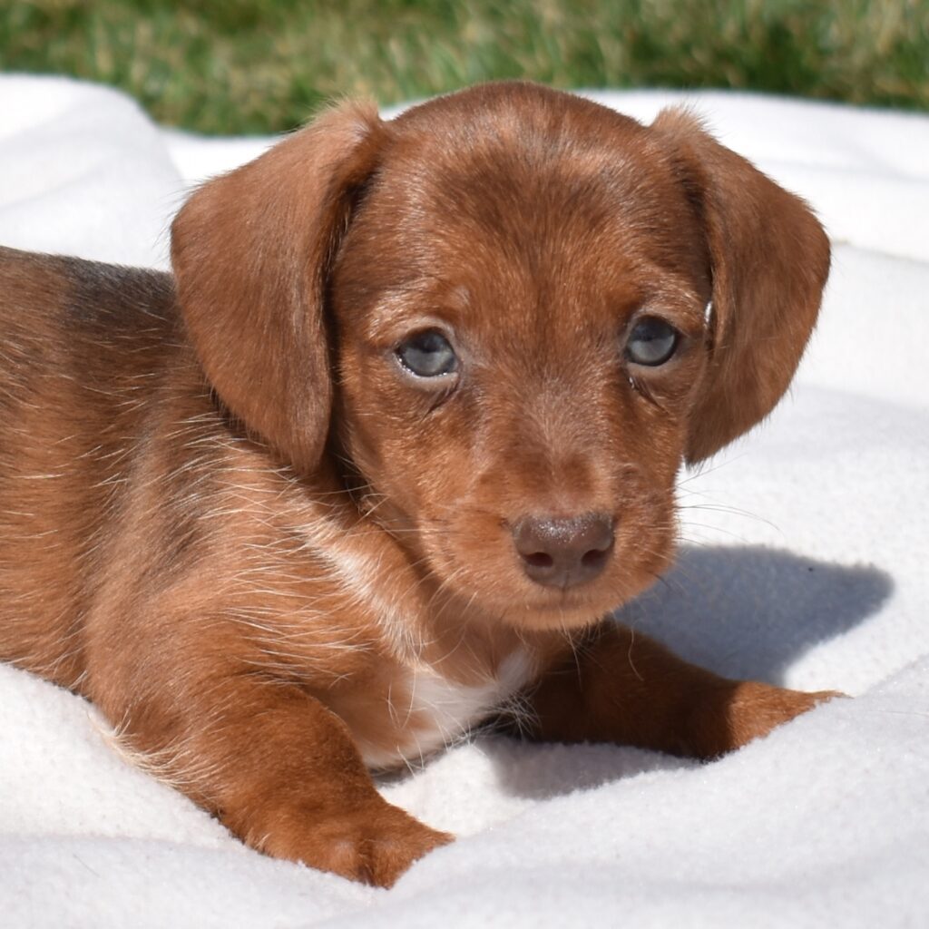 miniature dachshund puppies for sale near me pa
