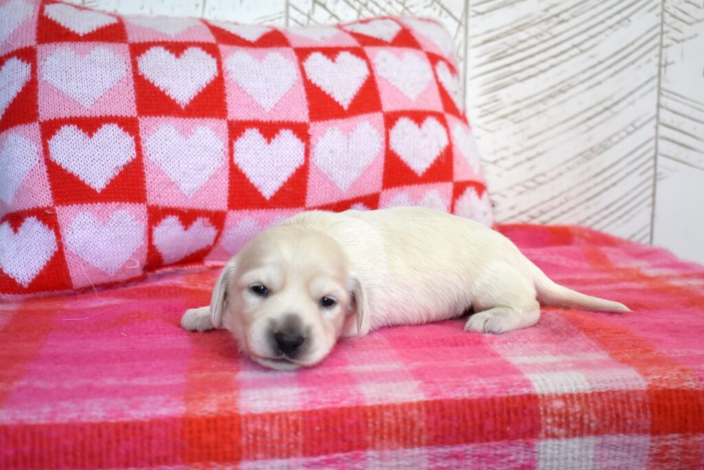 miniature english cream dachshund