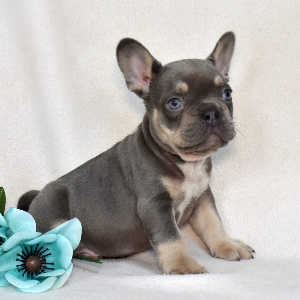 puppy frenchie