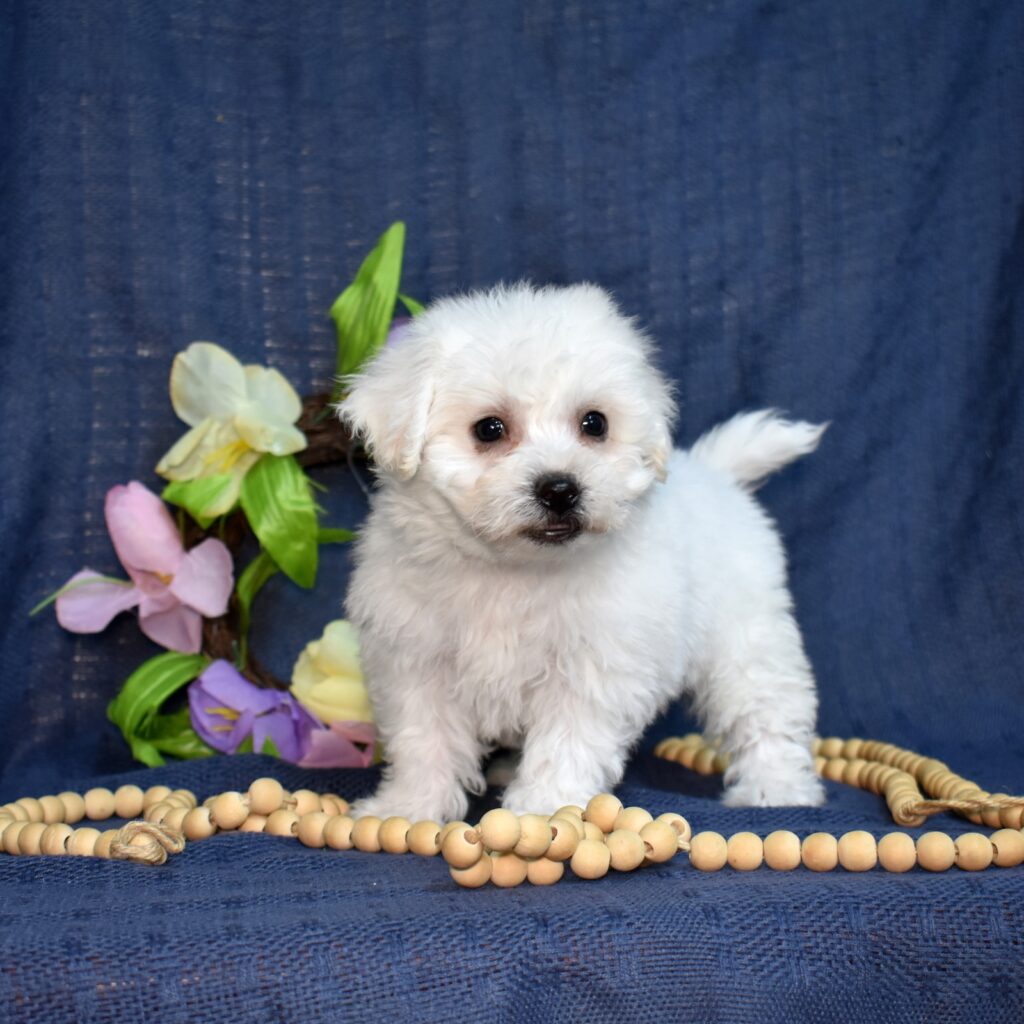bichon frise hypoallergenic dogs