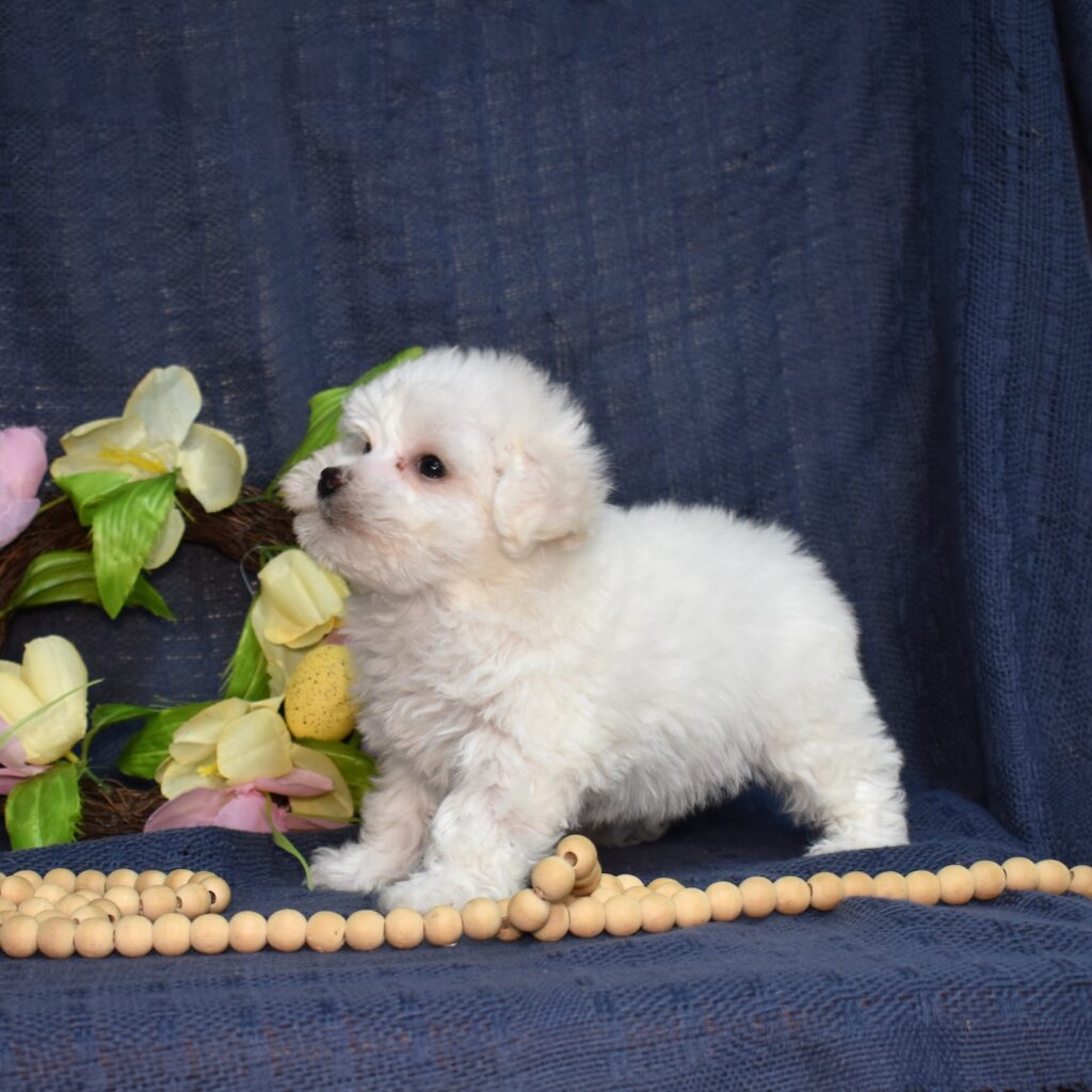 bichon frise hypoallergenic dogs