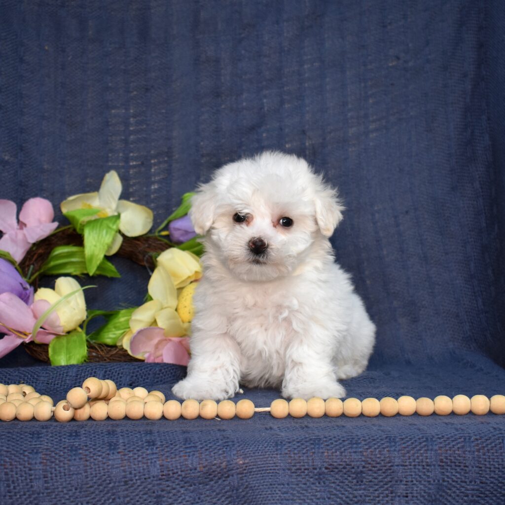 bichon frise puppies