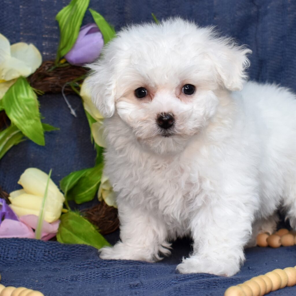 bichon frise puppies for adoption