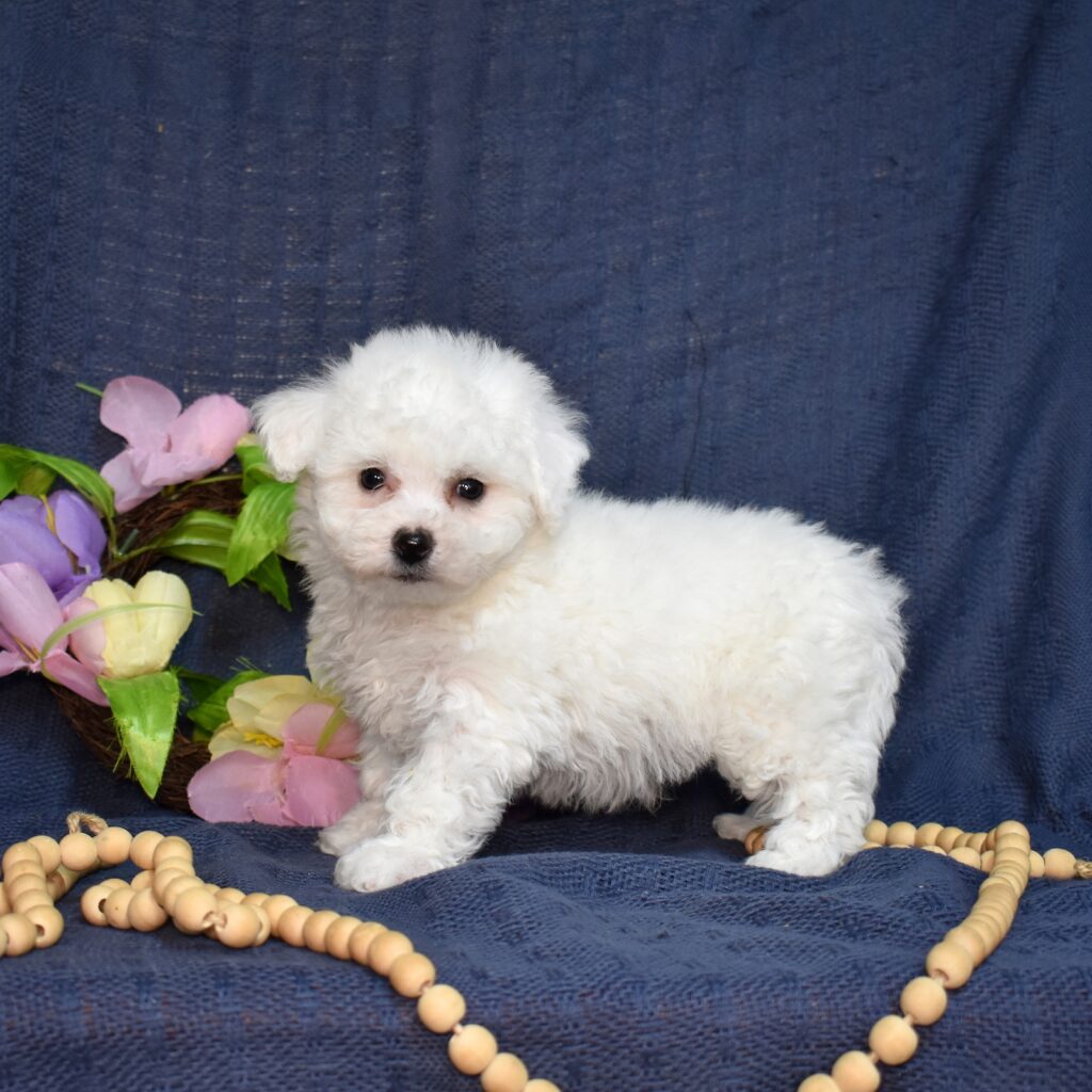 bichon frise puppies for sale